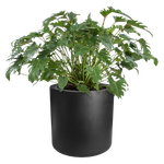 pure cilinder wheels 50 schwarz